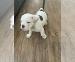 Small Photo #11 English Bulldog Puppy For Sale in GILBERT, AZ, USA