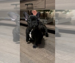 French Bulldog Puppy for sale in UPLAND, CA, USA