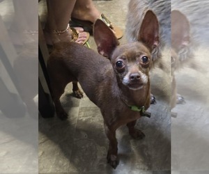 Chihuahua Dogs for adoption in Middlesex, VT, USA