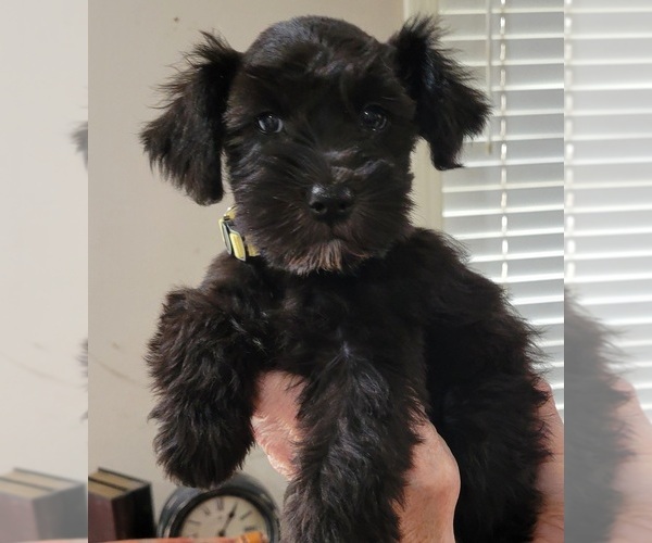 Medium Photo #6 Schnauzer (Miniature) Puppy For Sale in KILGORE, TX, USA