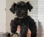 Small Photo #6 Schnauzer (Miniature) Puppy For Sale in KILGORE, TX, USA