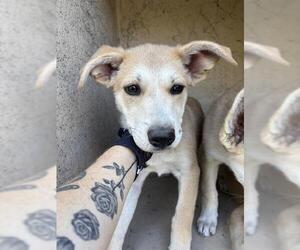 Siberian Husky-Unknown Mix Dogs for adoption in Oklahoma City, OK, USA