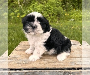 Shih Tzu Puppy for sale in MIDDLEBURY, IN, USA
