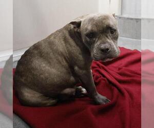American Staffordshire Terrier-Unknown Mix Dogs for adoption in San Antonio, TX, USA
