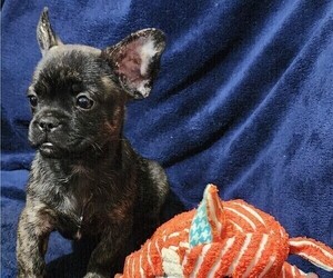 French Bulldog Puppy for sale in PHELAN, CA, USA