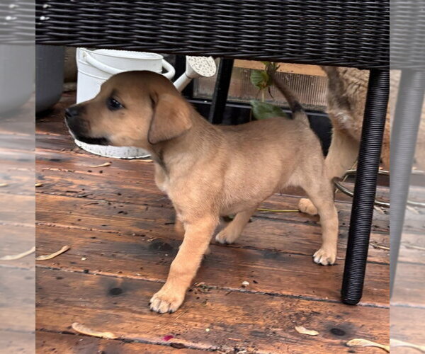 Medium Photo #4 Shepradors Puppy For Sale in Minneapolis, MN, USA