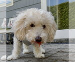 Small #8 Maltipoo (Miniature)