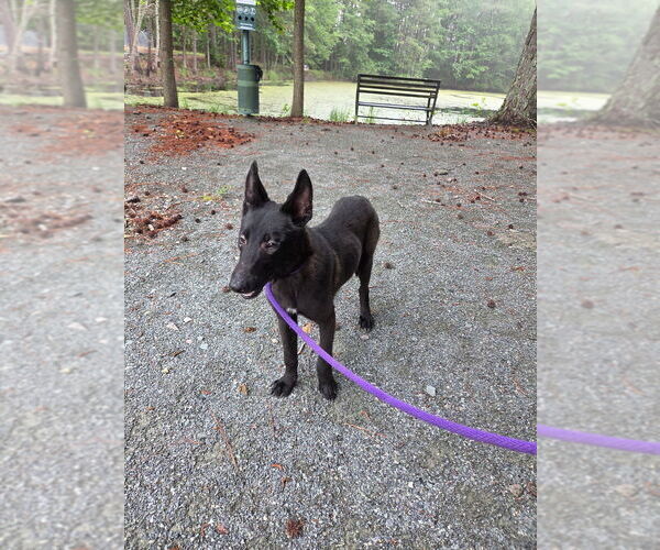 Medium Photo #2 Mutt Puppy For Sale in Imlay City, MI, USA