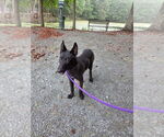 Small #1 Mutt