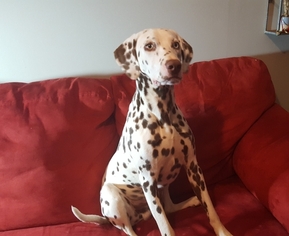 Father of the Dalmatian puppies born on 02/10/2019