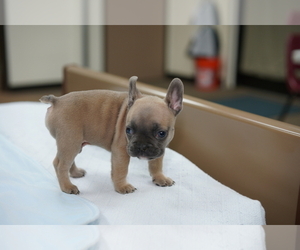 French Bulldog Puppy for sale in SACRAMENTO, CA, USA