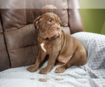 Small Photo #9 Olde English Bulldogge Puppy For Sale in MURRAY, KY, USA