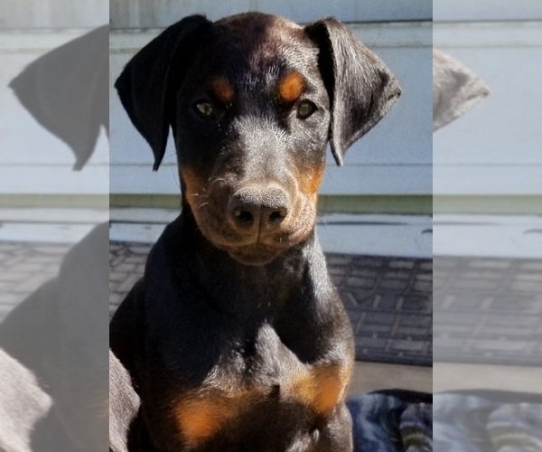 Medium Photo #1 Doberman Pinscher Puppy For Sale in DRUMRIGHT, OK, USA