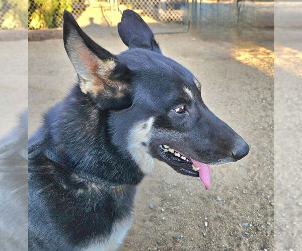 Medium Photo #4 German Shepherd Dog-Unknown Mix Puppy For Sale in Lake Forest, CA, USA