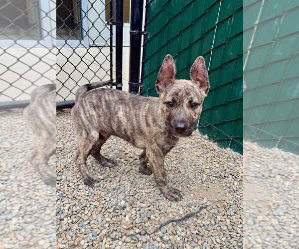 Medium Photo #1 Pharaoh Hound-Unknown Mix Puppy For Sale in Hilton Head, SC, USA