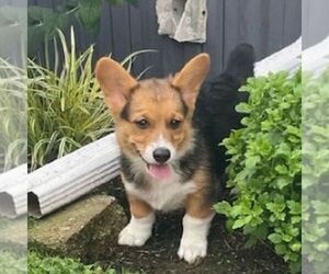 Pembroke Welsh Corgi Puppy for sale in NORTHERN CAMBRIA, PA, USA