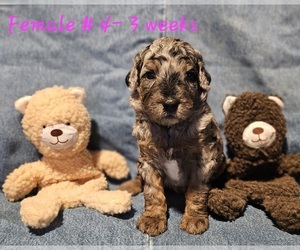 Poodle (Standard) Puppy for sale in REDDING, CA, USA