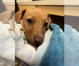 Labrador Retriever-Unknown Mix Dogs for adoption in Corpus Christi, TX, USA
