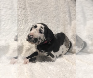 Great Dane Puppy for sale in BLUFFTON, IN, USA