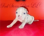 Small #1 American Bully