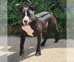 Small #3 American Pit Bull Terrier Mix