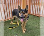 Small German Shepherd Dog Mix