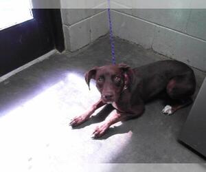German Shepherd Dog-Unknown Mix Dogs for adoption in Tulsa, OK, USA
