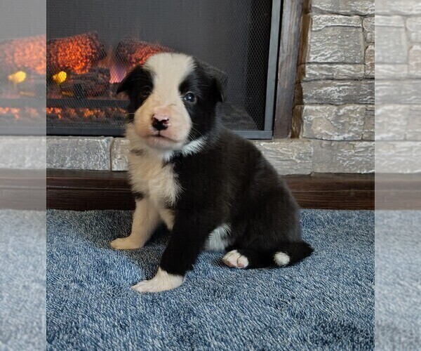 Medium Photo #10 Border Collie Puppy For Sale in NORBORNE, MO, USA