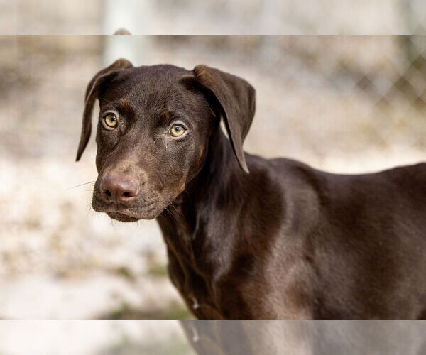 Medium Photo #4 Doberman Pinscher Puppy For Sale in Devine, TX, USA