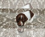 Small Photo #3 Brittany Puppy For Sale in DOWAGIAC, MI, USA