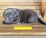 Small Photo #97 Labrador Retriever Puppy For Sale in EDGEWOOD, TX, USA
