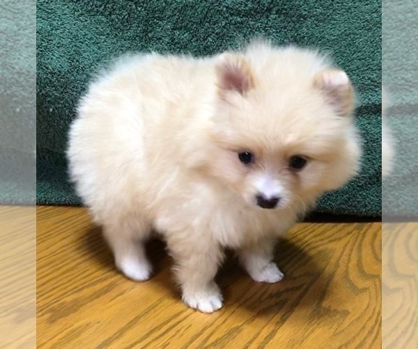 Medium Photo #3 Pomeranian Puppy For Sale in DENVER, CO, USA
