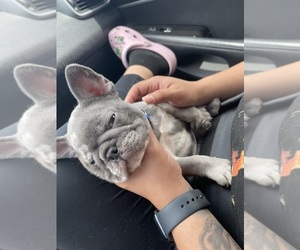 French Bulldog Puppy for sale in LOS ANGELES, CA, USA