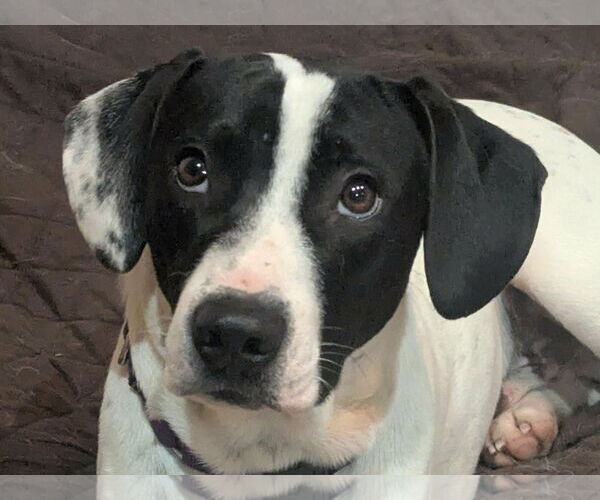 Medium Photo #1 Lab-Pointer Puppy For Sale in Cookeville, TN, USA