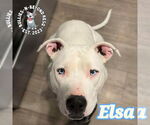 Small #8 American Pit Bull Terrier Mix