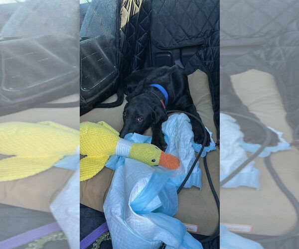 Medium Photo #4 Great Dane Puppy For Sale in Bullard, TX, USA