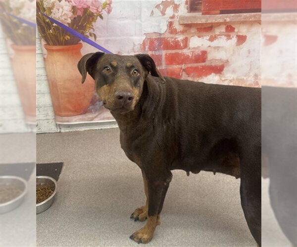 Medium Photo #1 Doberman Pinscher Puppy For Sale in San Bernardino, CA, USA