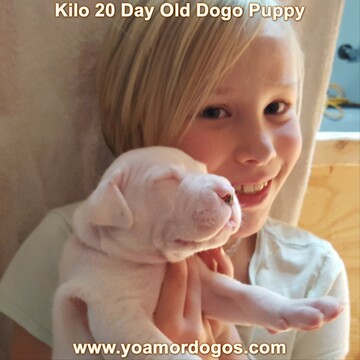 Medium Photo #193 Dogo Argentino Puppy For Sale in JANE, MO, USA