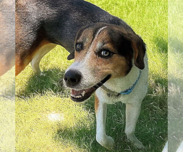 Medium Photo #1 Beagle-Unknown Mix Puppy For Sale in Canton, CT, USA