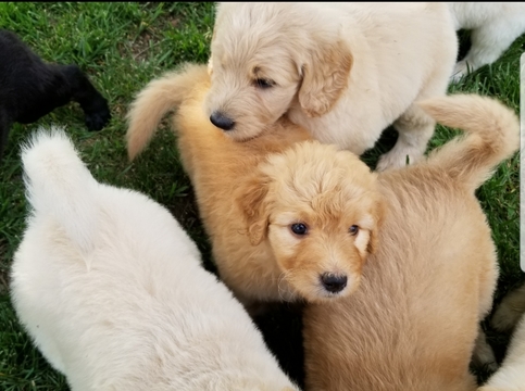Medium Photo #9 Goldendoodle Puppy For Sale in WICHITA, KS, USA