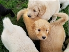 Small Photo #9 Goldendoodle Puppy For Sale in WICHITA, KS, USA
