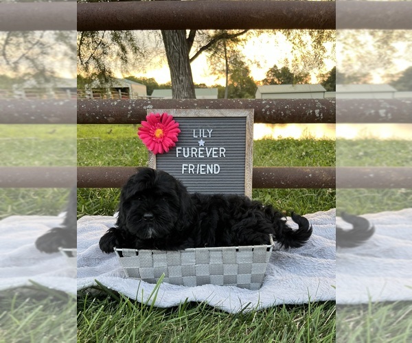 Medium Photo #6 ShihPoo Puppy For Sale in BLOOMFIELD, IN, USA