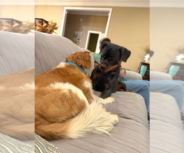 Medium Photo #9 Rottweiler Puppy For Sale in White Hall, AR, USA