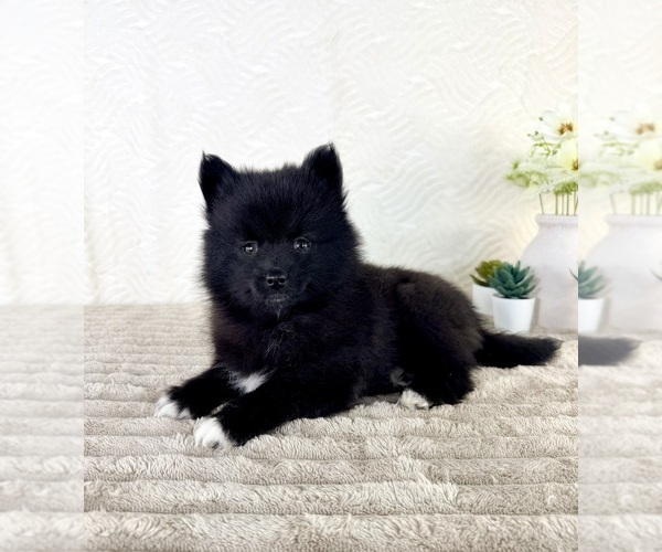 Medium Photo #4 Pomsky Puppy For Sale in GREENFIELD, IN, USA