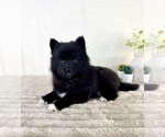 Small #3 Pomsky