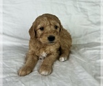 Puppy Remi Goldendoodle