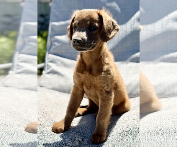 Medium Photo #1 Golden Labrador Puppy For Sale in Royal Palm Beach, FL, USA