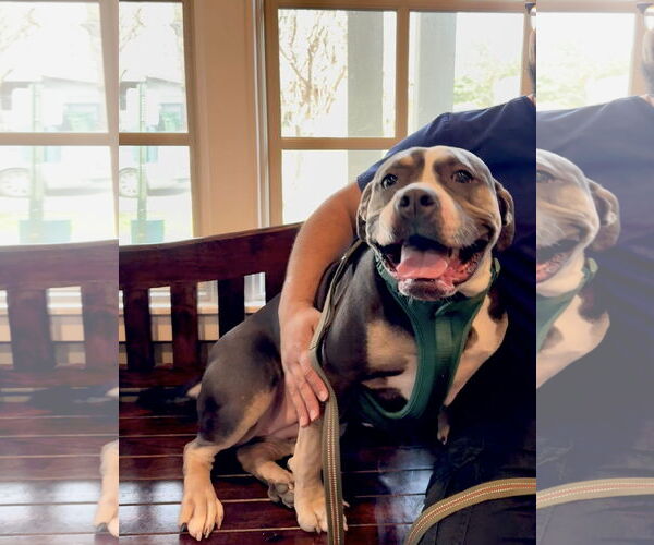 Medium Photo #7 American Bulldog-Unknown Mix Puppy For Sale in  Katy, TX, USA