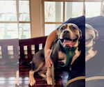 Small #6 American Bulldog Mix