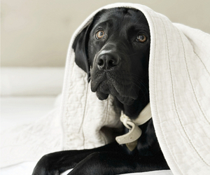 Mother of the Labrador Retriever puppies born on 06/17/2026